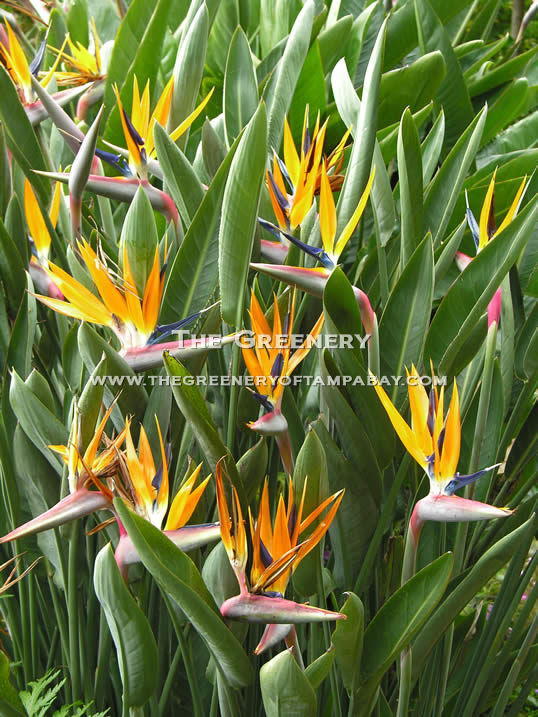 The Greenery Nursery And Garden Center Bird Of Paradise Orange